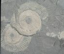 Rare Decapod Crustacean (Proeryon) & Ammonites - Germany #8251-2